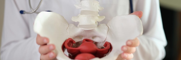 The doctors hands hold the anatomical model of the pelvis a closeup joint replacement surgeon