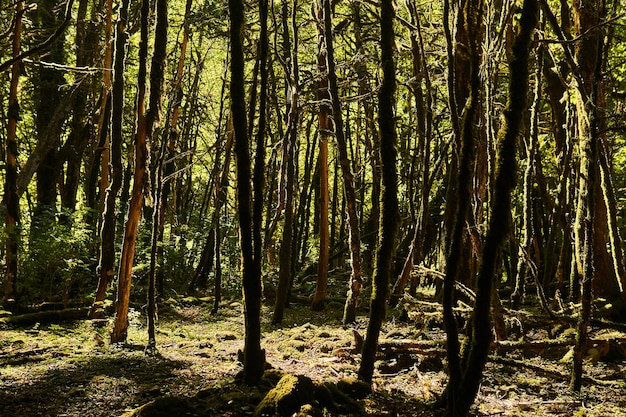 Dode bemoste bomen Buxus colchica in het buxusbos als gevolg van de invasie van de buxusmot in de Kaukasus, Rusland