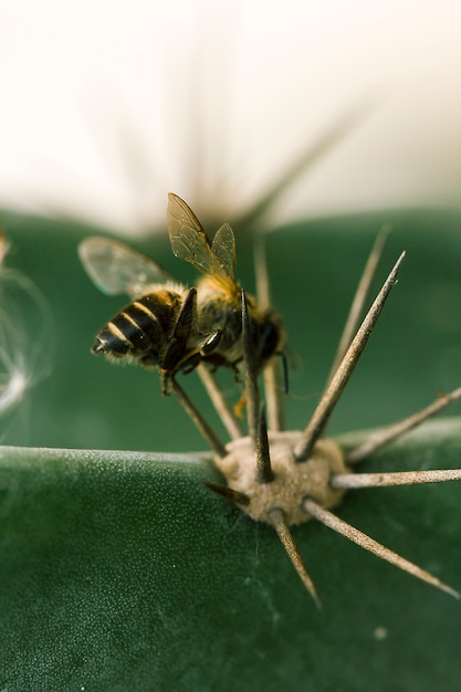 Dode bijen op de cactus