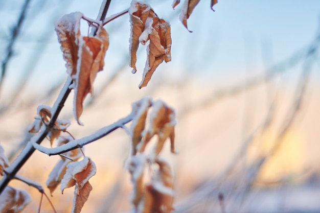 Dode bladeren in de sneeuw tegen de ondergaande zon. een zachte winterzonsondergang