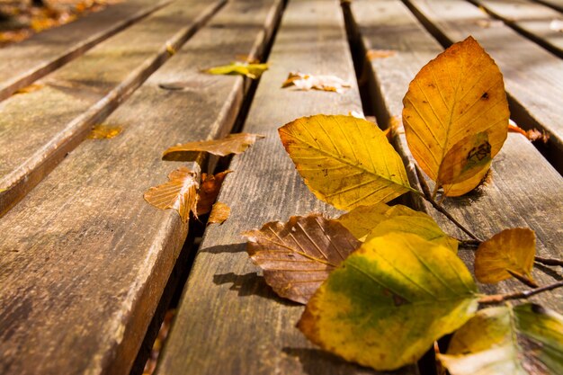Dode bladeren op de achtergrond van de bank, herfst en herfst