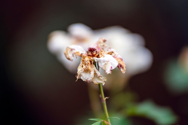 Dode bloem in de natuur