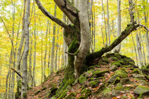 Dode bomen bedekt met mos op een heuvel van stenen in de herfst bos