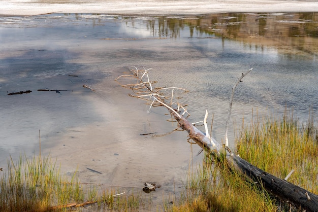 Dode bomen in de Grand Prismatic Spring