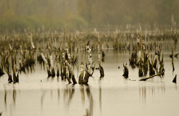 Dode bomen in het meer.