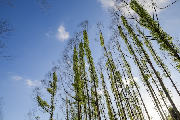 Dode bomen zijn bedekt met groene Teng-planten tegen de achtergrond van blauwe lucht en witte wolken