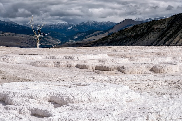 Dode boom bij Mammoth Hot Springs