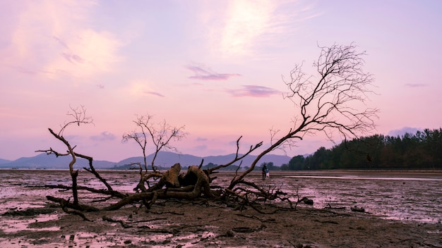 Dode boom in de tropische overzeese zonsondergang of de tijd van de zonsopgangavond