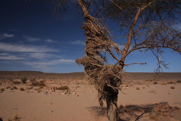 Foto dode boom in de woestijn tegen de lucht.