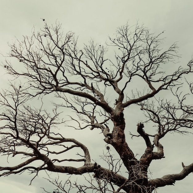 Dode boom in het bos