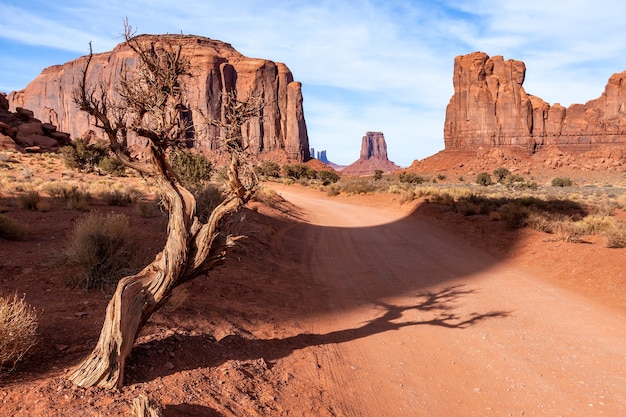 Dode boom in Monument Valley, Utah, VS