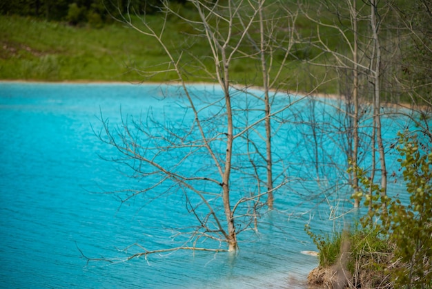 Dode boom in vergiftigd water Alkalische oplossing Asstortplaats dumpt afval in het water Ecologische catastrofe Dode planten door chemische vergiftiging