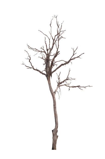 Dode boom of droge boom die op wit wordt geïsoleerd
