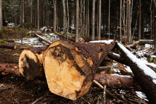 Foto dode boom op een boomstam in het bos tijdens de winter