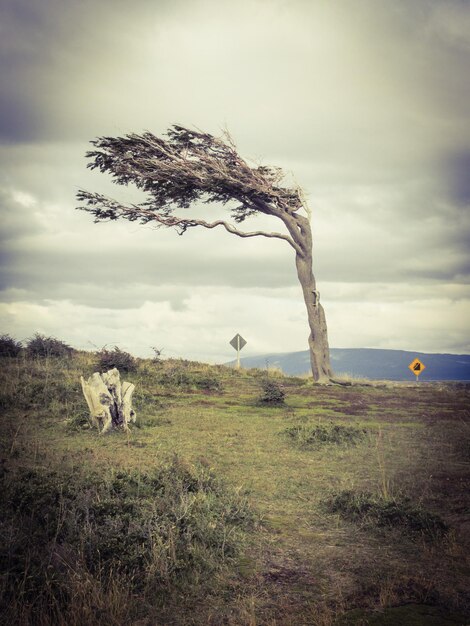 Foto dode boom op het land tegen de lucht