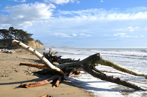 Foto dode boom op het strand tegen de lucht