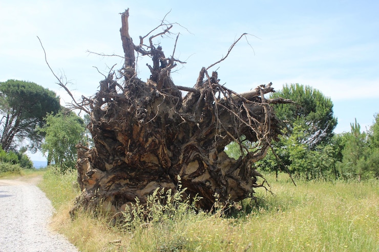 Foto dode boom op het veld tegen de lucht