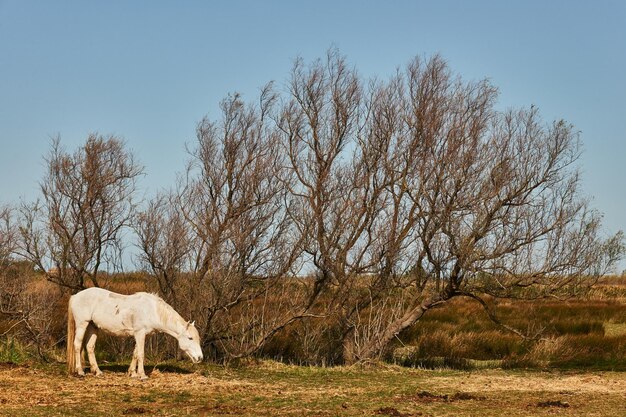 Foto dode boom op het veld tegen de lucht