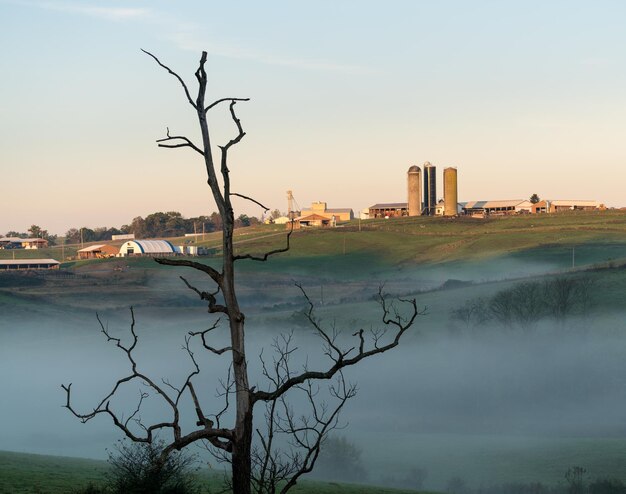 Dode boomframes WVU biologische boerderij in Morgantown