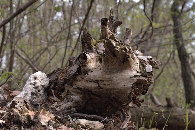 Dode boomstomp in het bos.