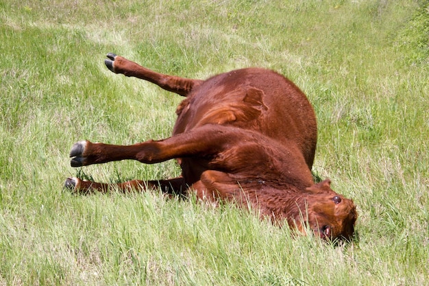 Foto dode dieren op het gras