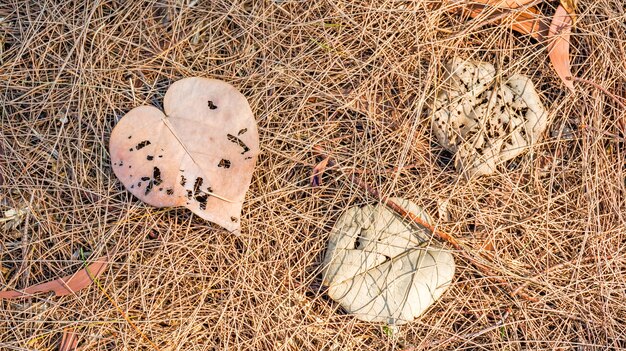 Foto dode herfstbladeren op de grond, ideaal voor achtergronden en texturen