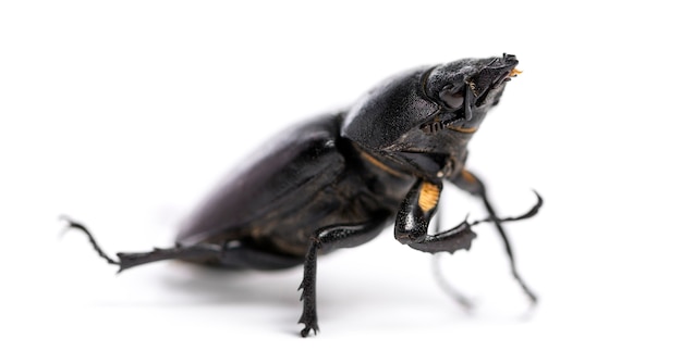 Dode hert kever, lucanus cervus, geïsoleerd op wit