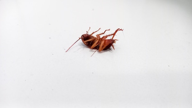 Dode kakkerlak op de vloer