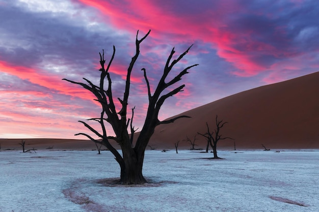 Dode kameeldoornbomen bij zonsopgang