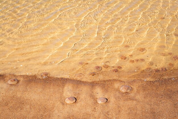 Foto dode kwallen aangespoeld op het strand