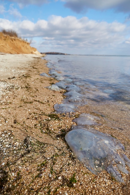 Dode kwallen in de ondiepe wateren van de kust.