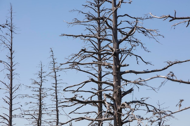 Dode oude droge bomen geïsoleerd op blauwe hemelachtergrond