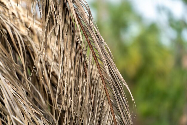 Dode palm met droge takken in de achtertuin van een huis in Florida Concept voor het verwijderen van bomen