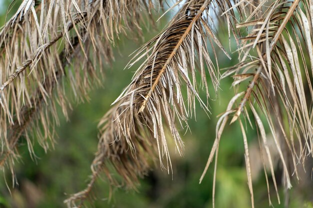 Dode palm met droge takken in de achtertuin van een huis in Florida Concept voor het verwijderen van bomen