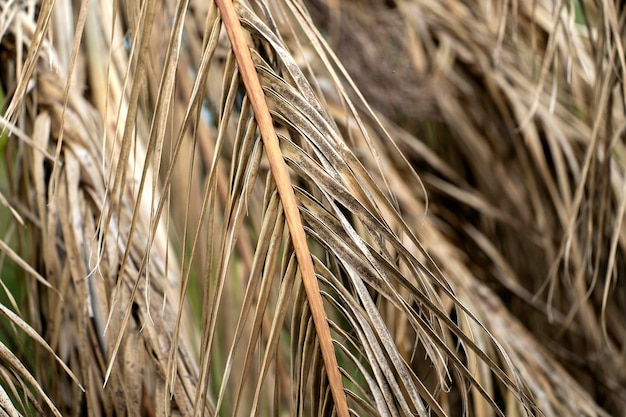 Dode palmboom met droge takken op de achtertuin van Florida Boomverwijderingsconcept