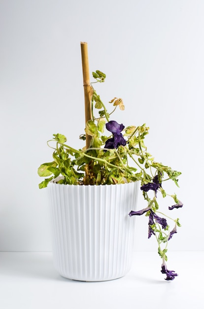 Dode plant in een pot. Petunia. Het concept van onjuiste verzorging van kamerplanten.