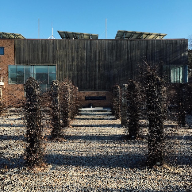 Foto dode planten en houten palen buiten het gebouw