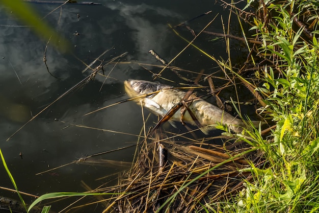 Dode rotte vissen aan de oever van een vervuild meer, ecologische ramp en pestilentie van zilveren karper