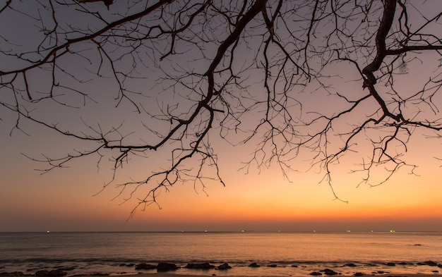 Dode tak bij zonsondergangstrand