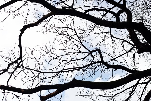 Dode takken Boom silhouet met blauwe lucht en cloud