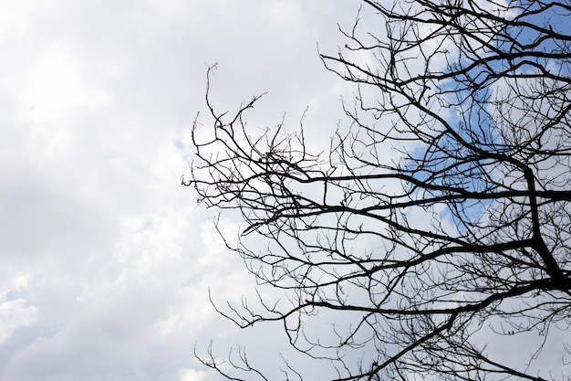 Dode takken Boom silhouet met blauwe lucht en cloud