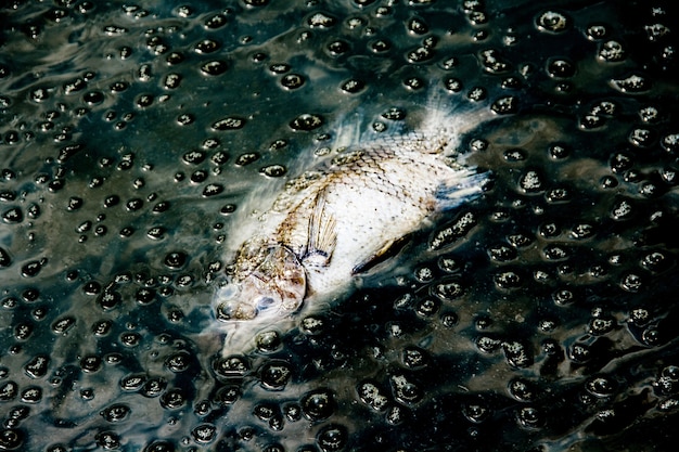 dode vis op donker afvalwater van chemische rivierverontreiniging afkomstig van fabrieksinstallaties