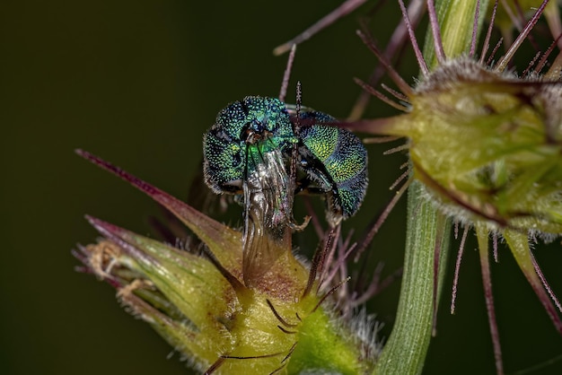 Dode volwassen koekoekswesp van de familie Chrysididae