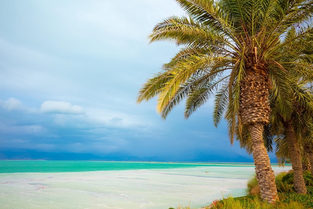 Dode Zee kust Palmbomen op het strand Ein Bokek Israel