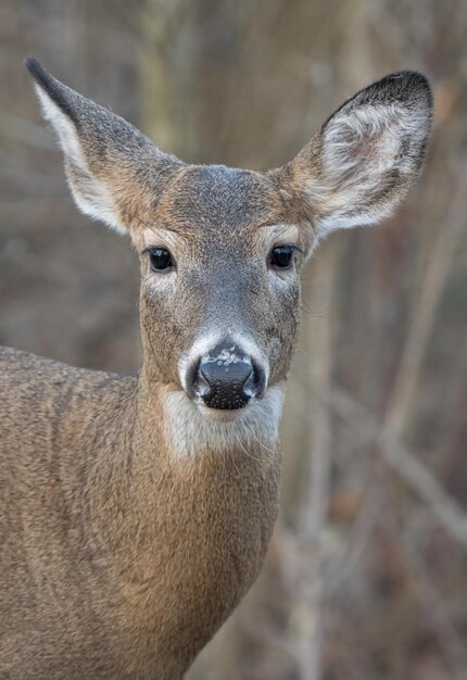 Photo doe in the forest comes close for a photo