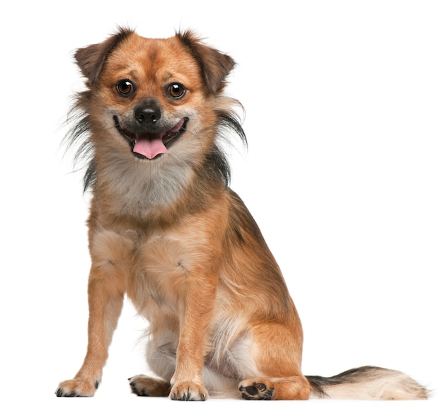 Dog,18 months old, sitting in front of white wall