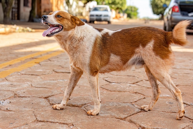 路上に捨てられた犬