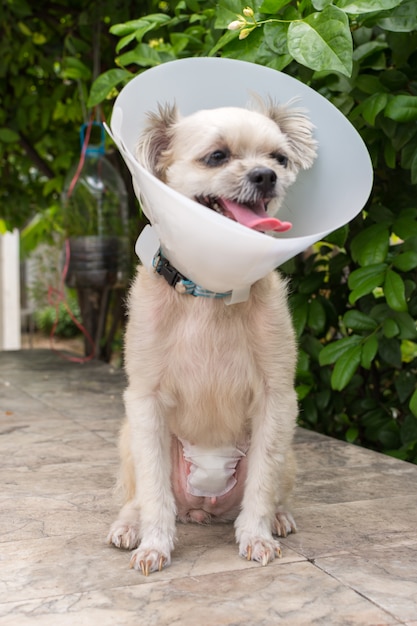 Dog abdomen surgery bandage in veterinary clinic