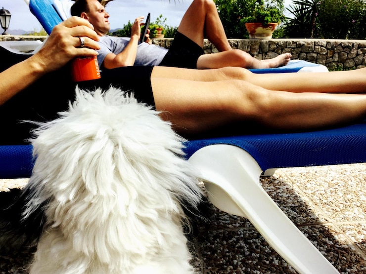 Photo dog against men lying on lounge chairs