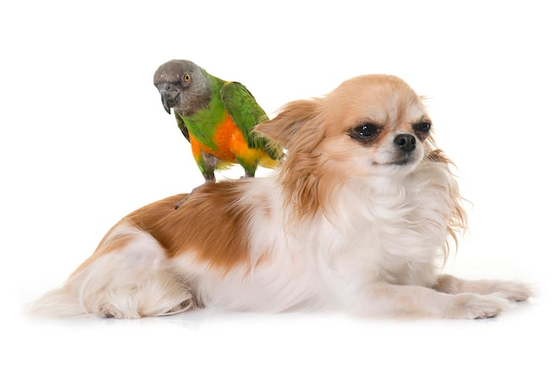 白い背景の犬